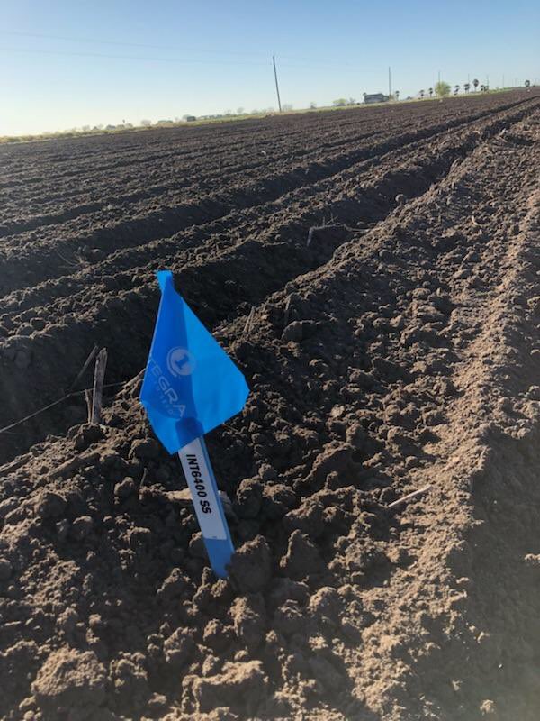 AaronPetersen20's tweet photo. I think South Texas is calling my name. I love when our plots have Palm trees in the background #IntegraCorn #Plant19 #RGV https://t.co/jDyigcooGa