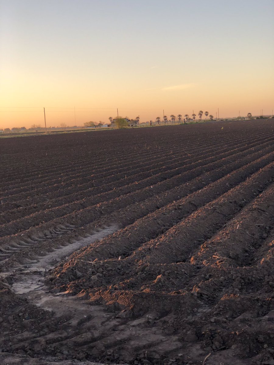 AaronPetersen20's tweet photo. I think South Texas is calling my name. I love when our plots have Palm trees in the background #IntegraCorn #Plant19 #RGV https://t.co/jDyigcooGa