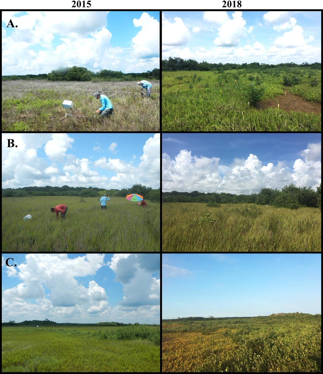 Whitney_Lab's tweet photo. #OsborneLab publishes "Mangroves dramatically increase carbon storage after 3 years of encroachment" in Hydrobiologia @HYDR_Springer Author list includes @NSF REU student #ChristiaStein #REUsuccess!!! @NSF_BIO @BIOSREU #LoraeSimpson  https://t.co/TBPNjlbPQT https://t.co/S01cLfmbBM