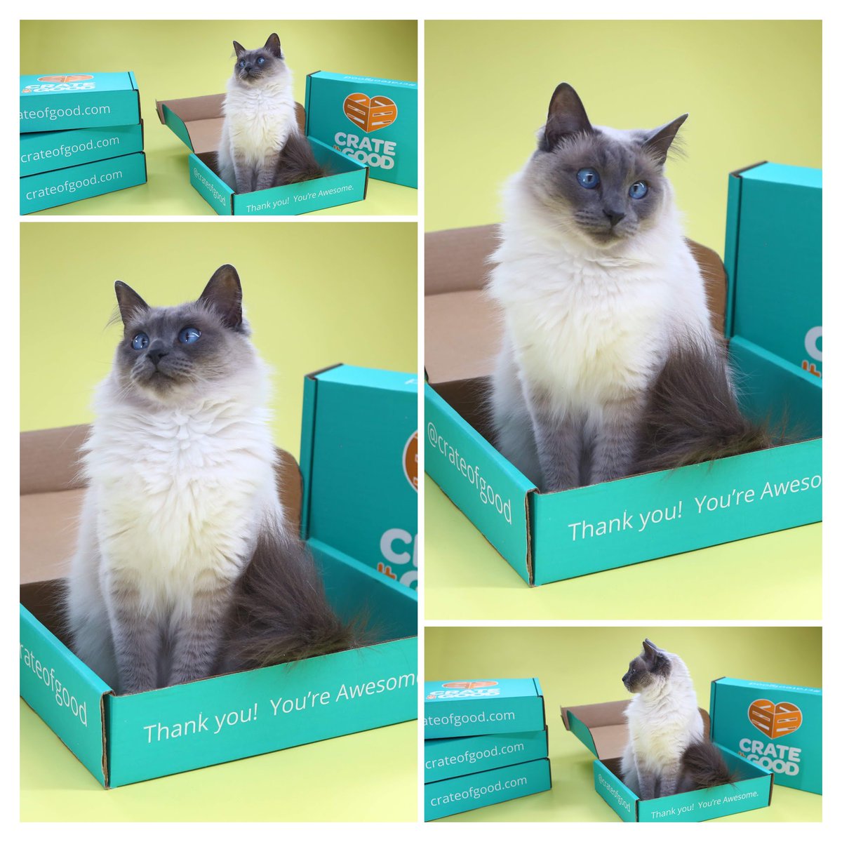 crateofgood's tweet image. Stay tuned... working on something real special right meow! #goodnation