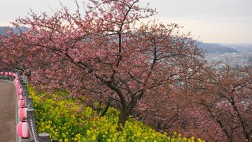 高速バスでこそ行くべき理由とは 松田町 西平畑公園 にて 3 10 日 まで まつだ桜まつり 19 開催中 高速バス 夜行バス バスツアーの旅行 観光メディア バスとりっぷ