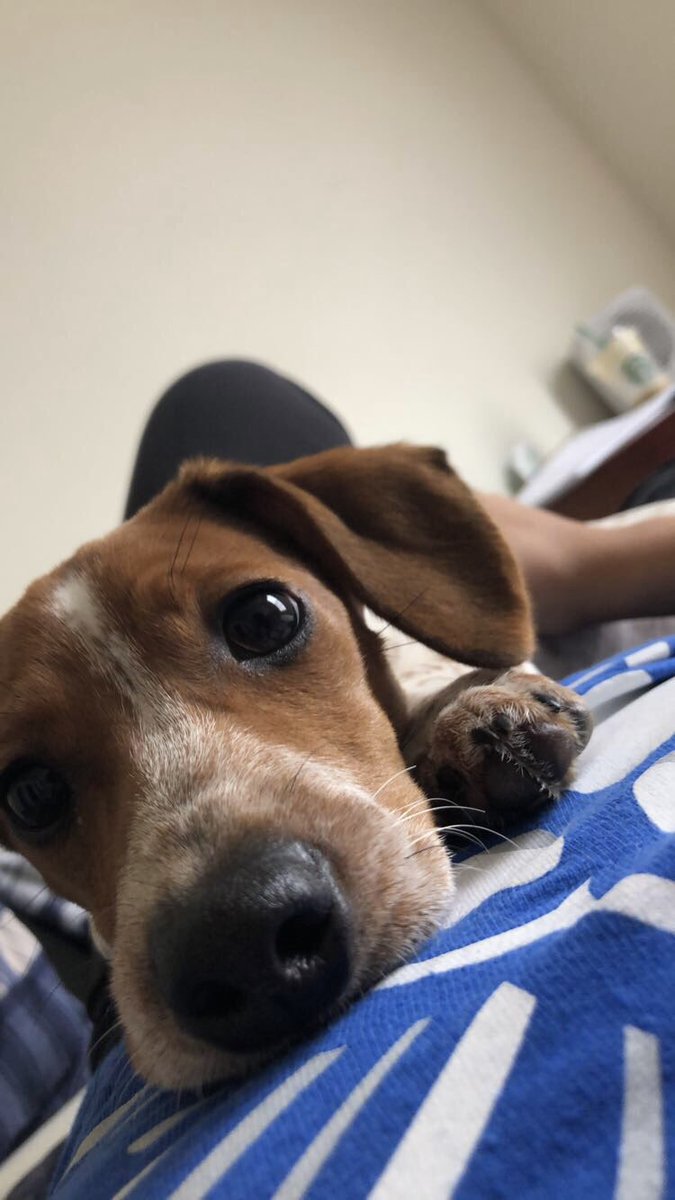 bellagarza07's tweet photo. Happy Birthday Pups!!! 🦴❤️🐶🎉 https://t.co/rm58scTQI4