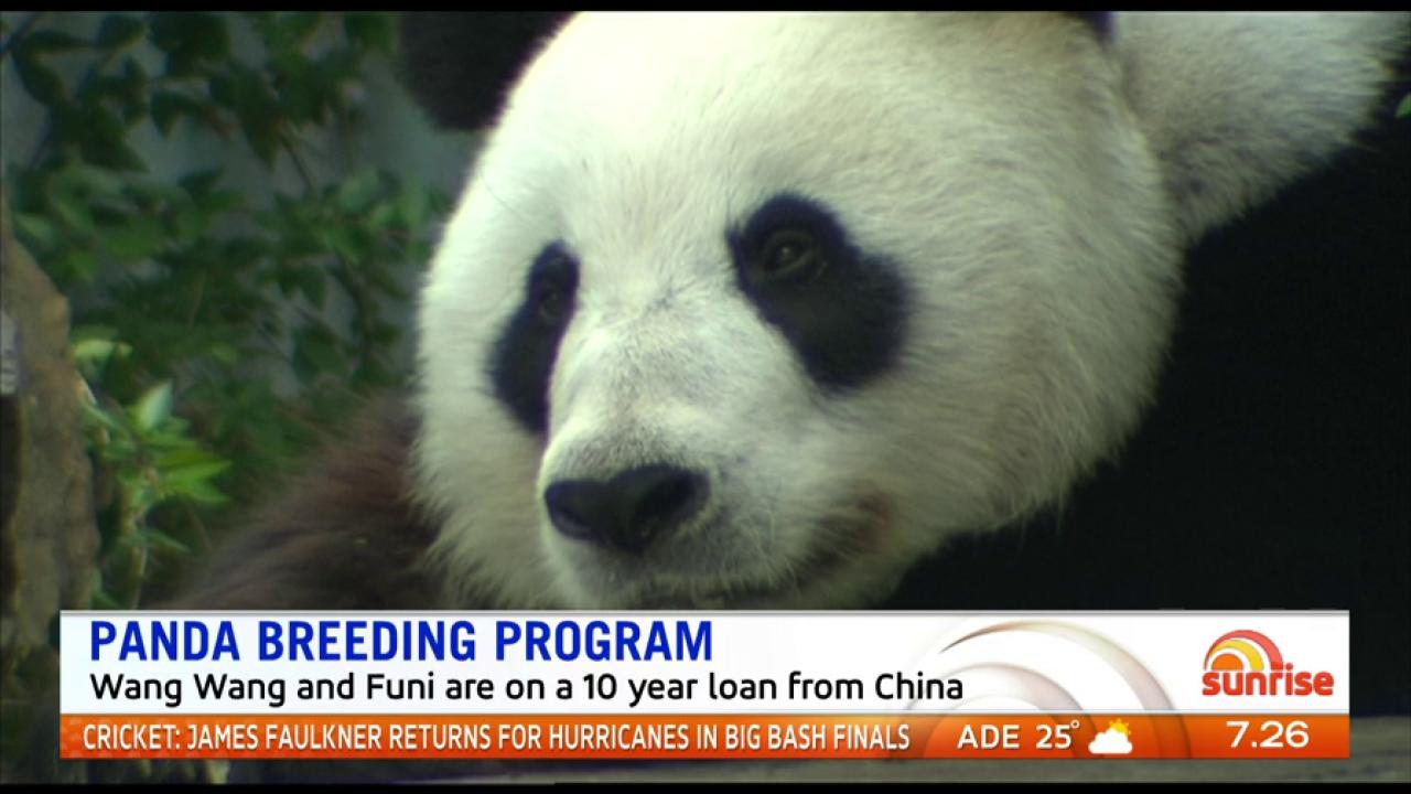 Twitter 上的sunrise Giant Pandas Wang Wang And Funi Have Been Unsuccessful In Their Fifth Attempt For A Baby Leading To Calls For Funding To Keep Them In Australia Until They Mate