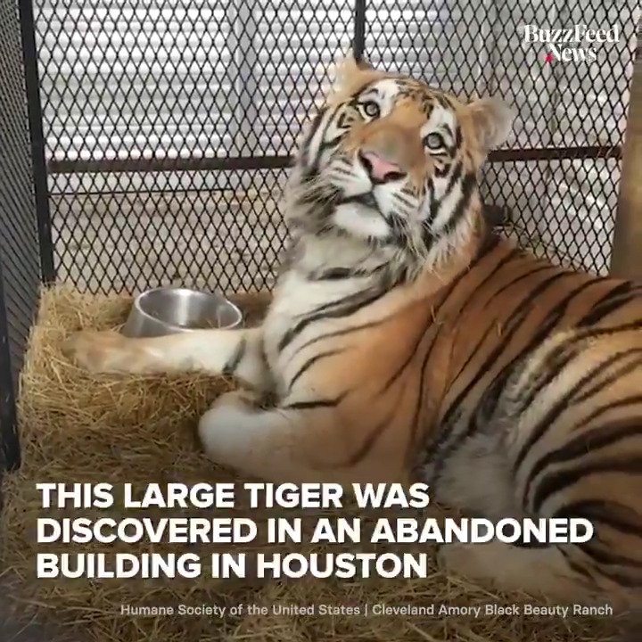 This tiger was found in a cage in an abandoned building, but now gets to lay in the sun in an animal sanctuary 🐅