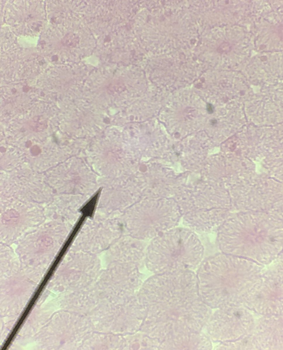 science_at_bsm's tweet image. More from data collection #argumentdriven #plantvsanimal