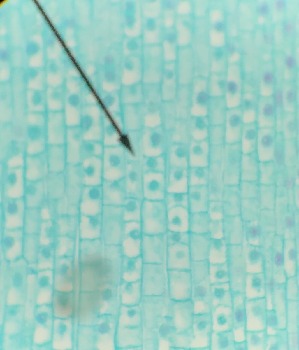 science_at_bsm's tweet image. More from data collection #argumentdriven #plantvsanimal