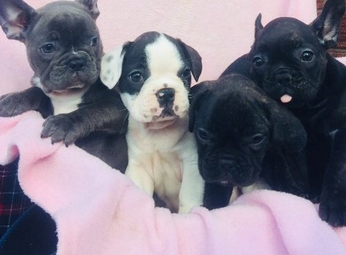 #frenchbulldog
