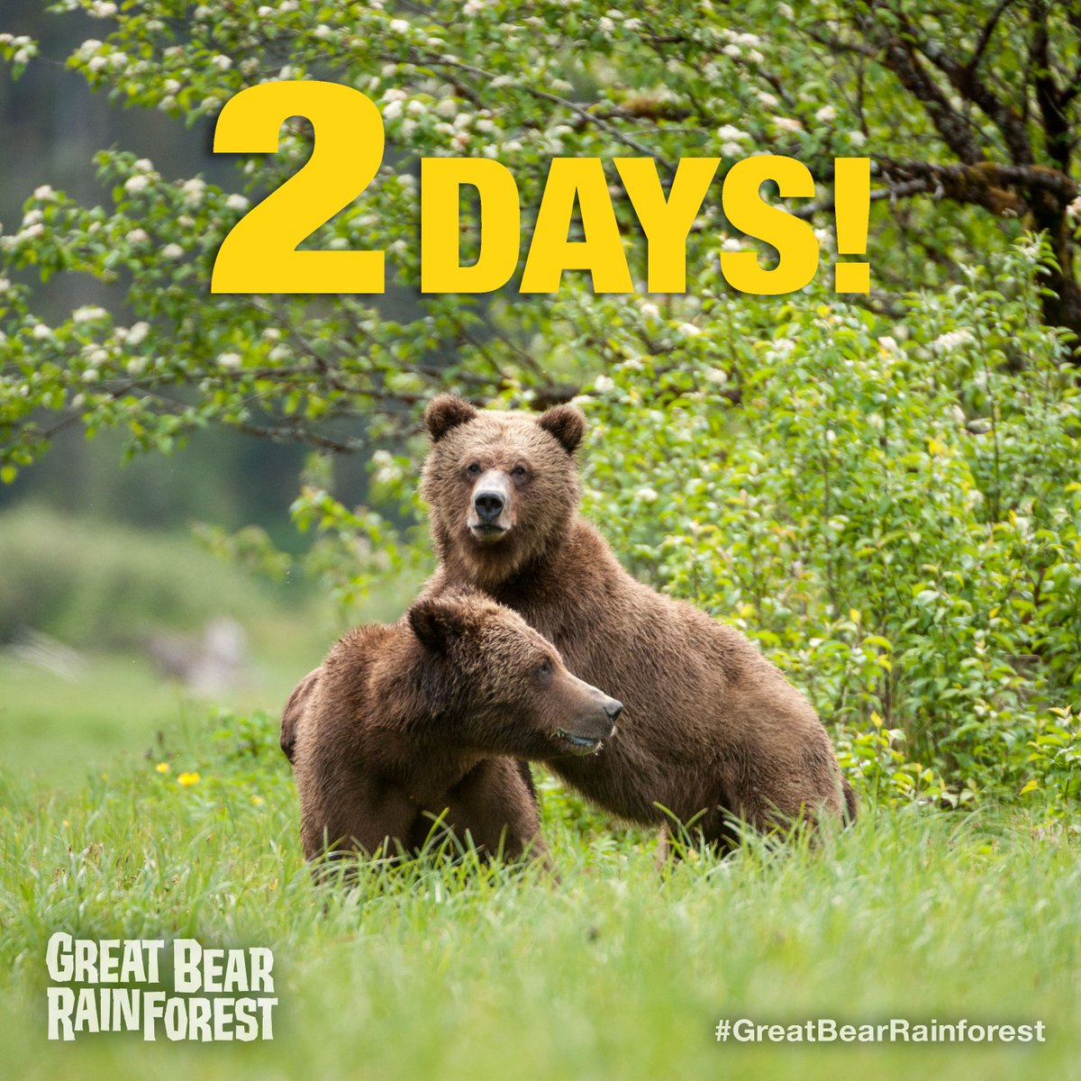 MacFreeFilms's tweet photo. Peeking to see if #GreatBearRainforest is playing yet. Just 2 more days! https://t.co/dBNW7LZiKO https://t.co/iSTN5dQOug