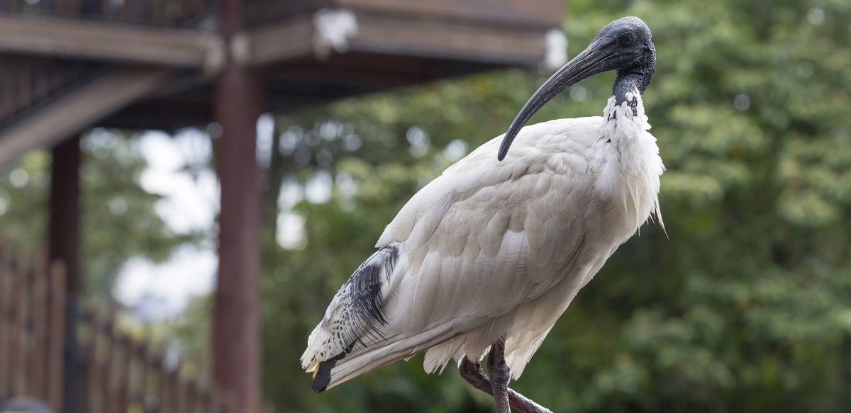 tarongazoo's tweet photo. Don’t let today go to waste, tell that special someone you’ve Bin Chicken them out all year. #VDayPunOff https://t.co/PEiIZ350BQ
