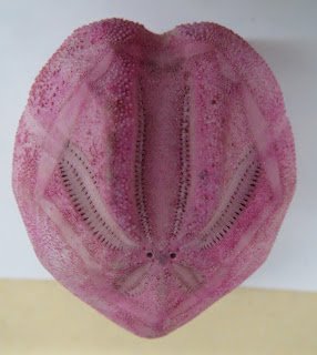 echinoblog's tweet image. Spatanoids aka irregular urchins burrowin their way into your Valentine&apos;s Day! #Valentinesday echinoblog.blogspot.com/2016/02/heart-…