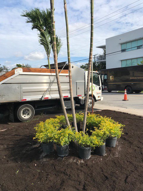 GCSdevelopGroup's tweet photo. We mixed Gold Mound Plants with Mona Lavender Plants. Beautiful Results in Commercial Property. #goldmound#goldmounplant#lavenderplant#landscapeinstallation https://t.co/hM4LNUYlWk