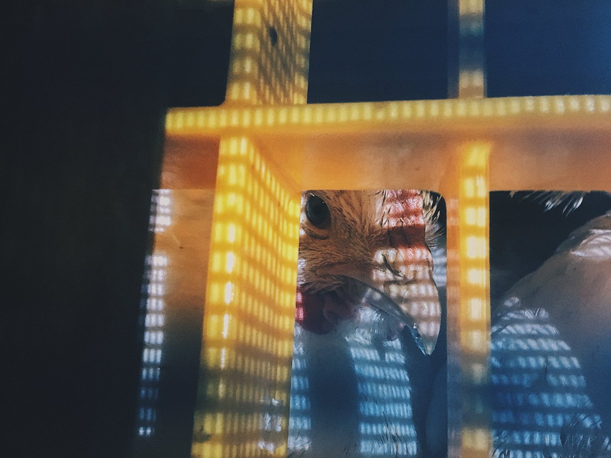 DevonAnimalSave's tweet image. Bearing witness at 2 Sisters in Cullompton, 1 million lives are taken here per week via the gas chambers and we will never stop the fight and raising awareness of their suffering, we have the power to make this world a kinder place for all lives 💚