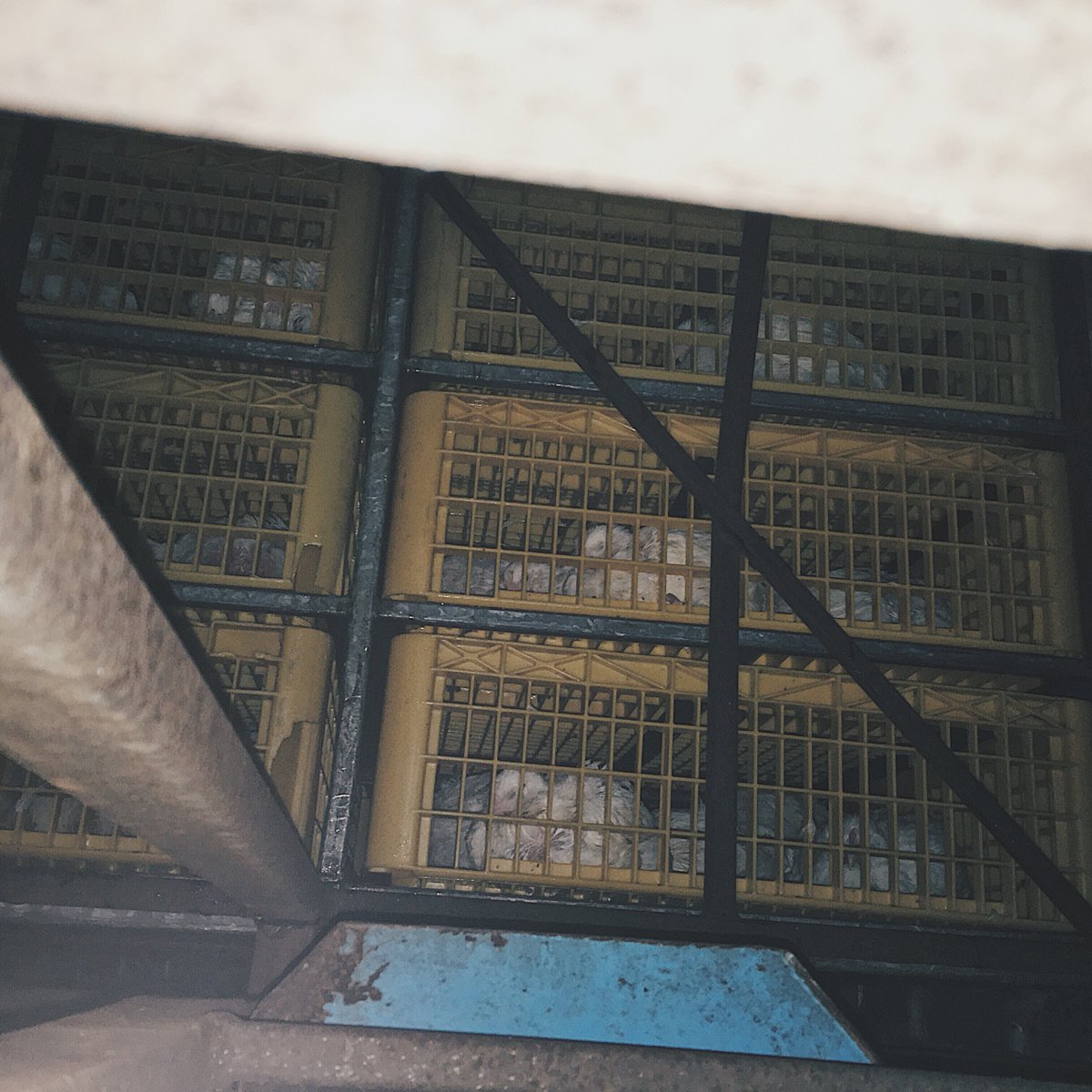 DevonAnimalSave's tweet image. Bearing witness at 2 Sisters in Cullompton, 1 million lives are taken here per week via the gas chambers and we will never stop the fight and raising awareness of their suffering, we have the power to make this world a kinder place for all lives 💚