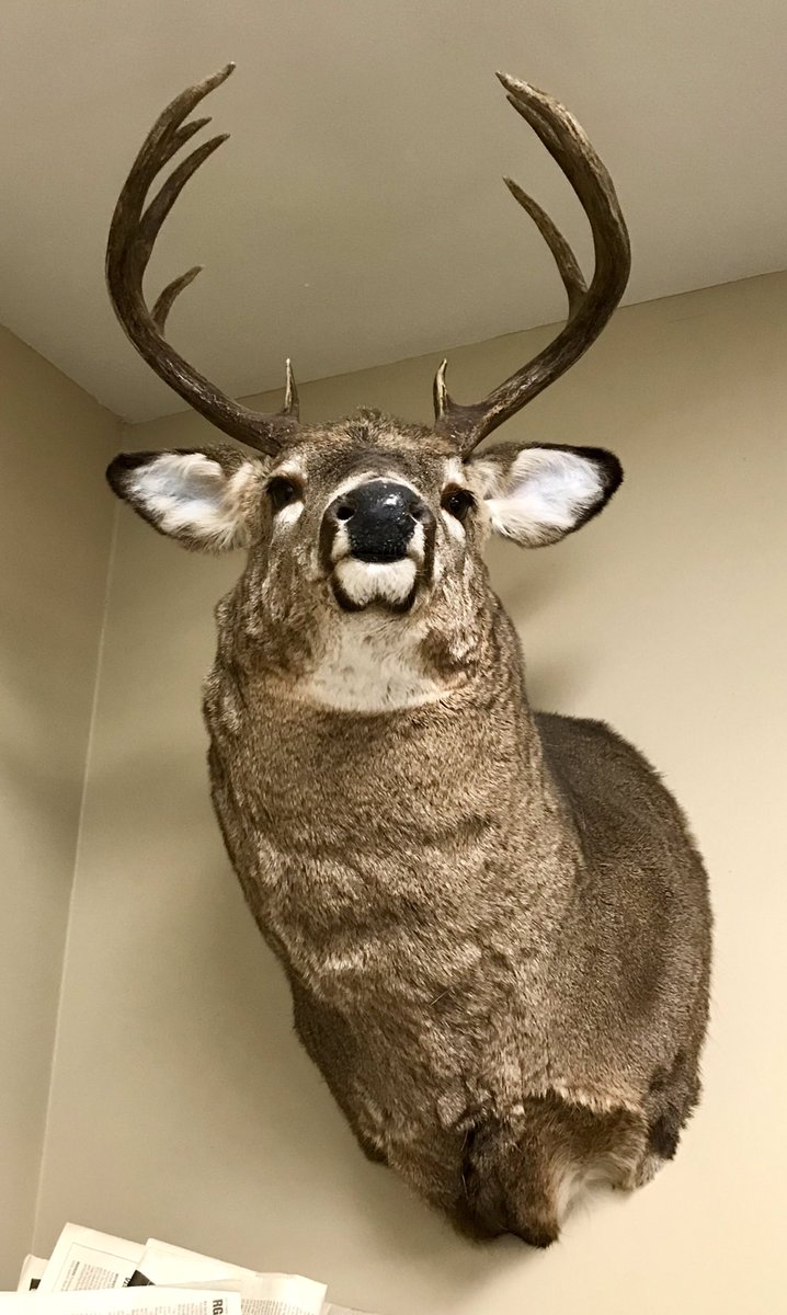 @DeerGear Up in the corner of my classroom. 🦌