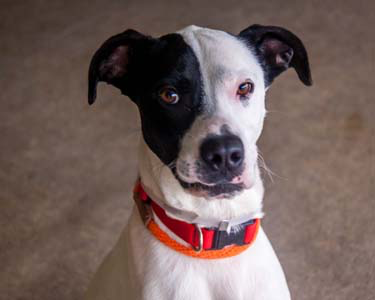 WaysideWaifs's tweet photo. Smirking is my favorite. - Astro
Our pet adoption center is open until 8pm tonight!
#justsmirk #adopt #WaysideWaifs #rescue https://t.co/lH0GT3ylmq