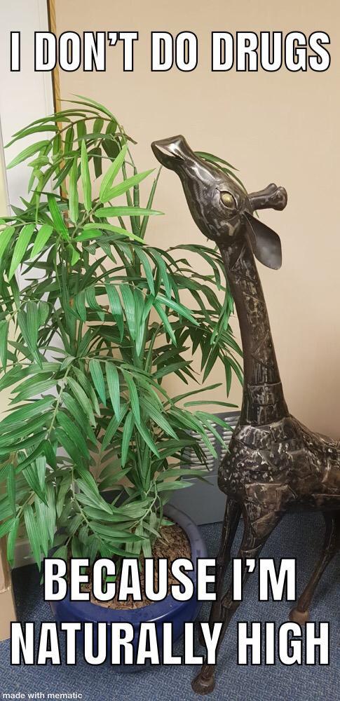 Giraffe trying to be funny 🙄🦒