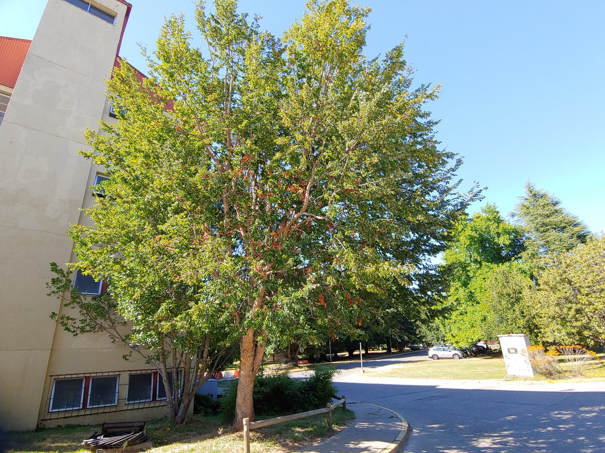 Alberto Zúñiga B. tweet media