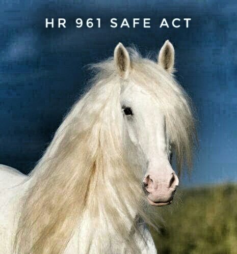 .@SpeakerPelosi @SenSchumer @McConnellPress @GOPLeader yearly well over 100,000 US horses are brutally shipped abroad to be killed & eaten. Barbaric! Horses are not regulated as food They're not safe to eat. Pls pass HR 3355 #Yes2SAFE #BanHorseSlaughter