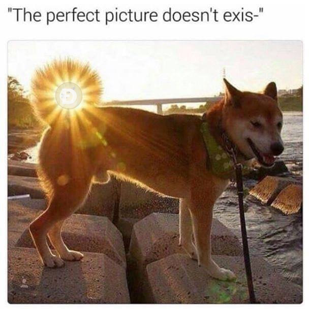 #Dogecoin #memes #crypto #cryptocurrency #doge #tothemoon #wow #moonsoon #dogecoinmoon #perfect #perfectpicture #perfectdoge