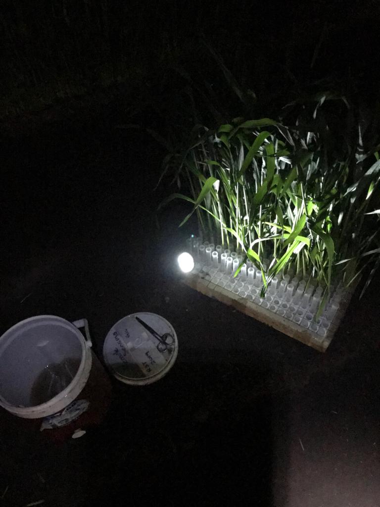 Pre-dawn sampling in the field at <a href="/CIMMYT/">CIMMYT</a> CD. Obregon with the big help of <a href="/Plantyperson/">Lorna McAusland</a> 😊 <a href="/IWYP_wheat/">IWYP</a> <a href="/LancsUniLEC/">Lancaster Environment Centre</a>  <a href="/LancsPhotosynth/">Lancaster Photosynthesis Group</a>