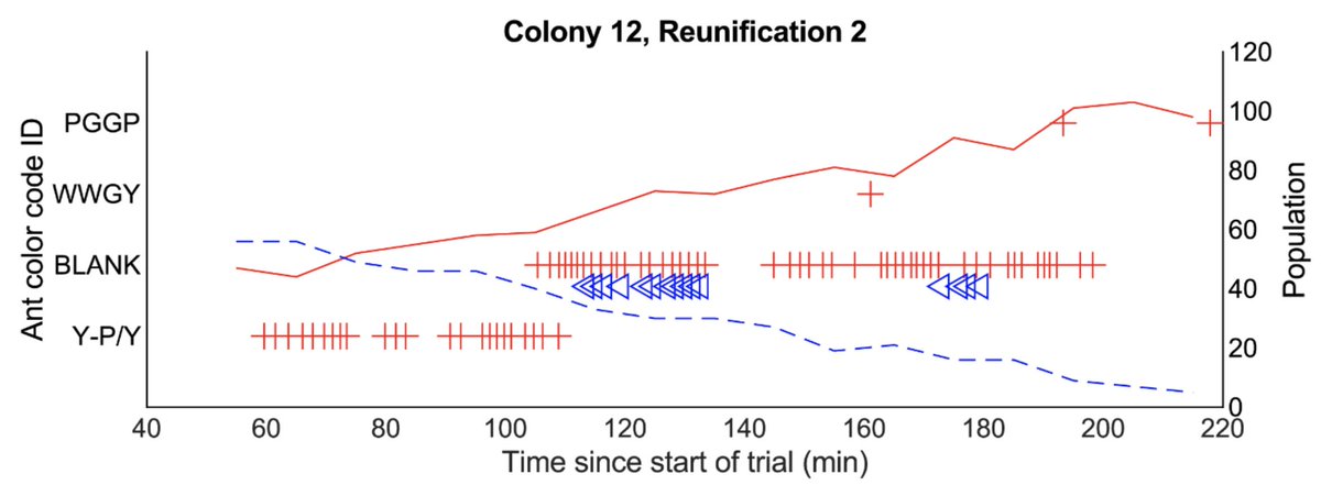 New paper in press at <a href="/J_Exp_Biol/">Journal of Experimental Biology</a>: Symmetry breaking and pivotal individuals during the reunification of ant colonies. #decisionmaking #ants #temnothorax jeb.biologists.org/lookup/doi/10.…