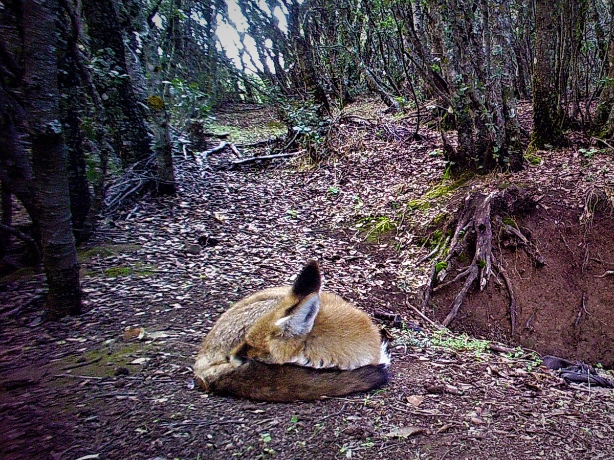 new #cameratrap photos collected last week showing a #redfox keeping warm in the Atlas winter