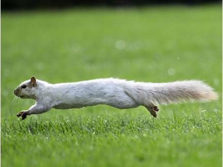 AmesAuthority's tweet photo. Tragic: Albino Squirrel, Despite Being at Iowa State for 10 years, has Yet to Obtain a Degree

https://t.co/GTQjc7VKUz https://t.co/7Z1RNFGvHf