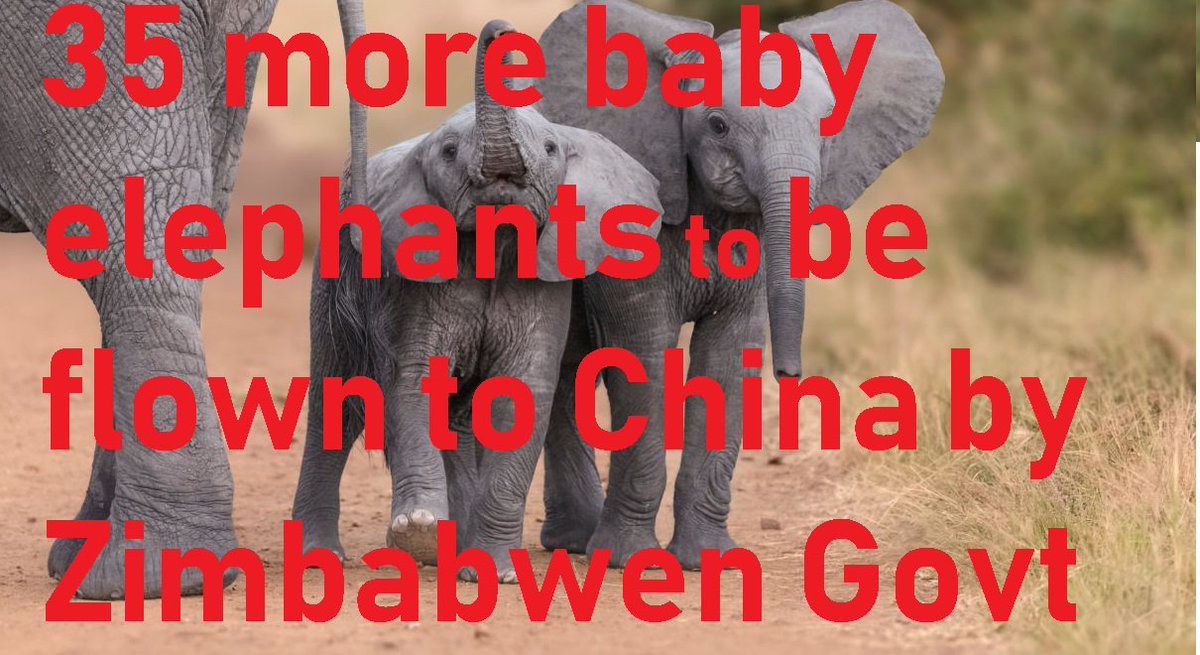 zimreporters's tweet photo. @InfoMinZW Why has the new @edmnangagwa continued with the mass inhuman export/smuggling of baby elephants to China, which were activities of the Mugabe regime.@nickmangwana @FarawoTinashe @christinamrusso https://t.co/yjgZwvGZxS https://t.co/LE4BTmWgLw