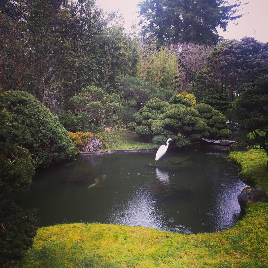 Which trail did you get lost in to find this?

#japaneseteagarden #teagarden #sanfrancisco #discoversanfrancisco #goldengate #lostlakes #sanfranciscotravel #discoversf #outistsf

photo by @mandygoesoutside