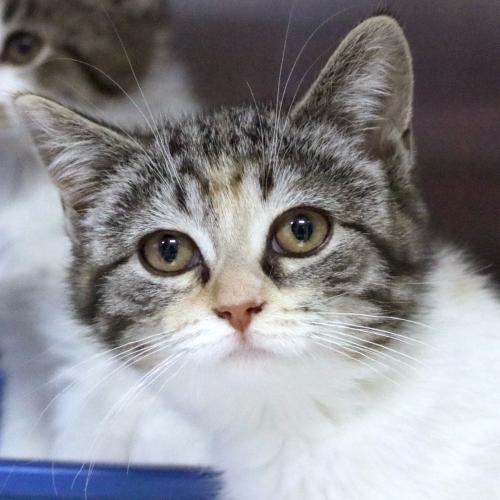 HSofJeffersonWI's tweet photo. Aurora & Bebe were rescued from a bad situation and sent to a foster home where they learned what it's like to be loved and cared for. They're a playful pair looking for a home together.
https://t.co/IE0bG8kocb & https://t.co/MPBywHVgOc
#adopt #catsoftwitter #featuredpets https://t.co/ZE1XzJLEJh