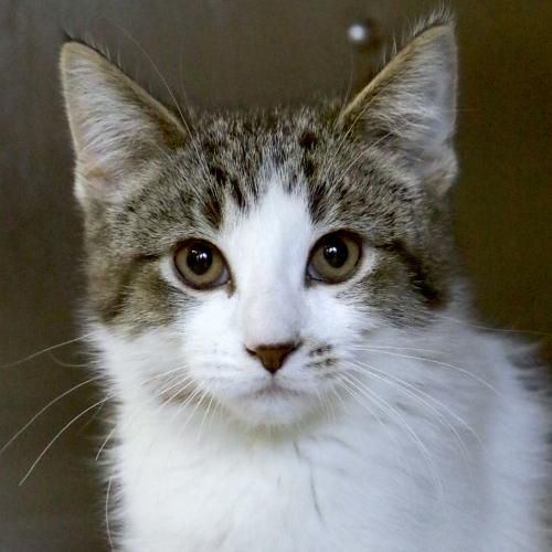 HSofJeffersonWI's tweet photo. Aurora & Bebe were rescued from a bad situation and sent to a foster home where they learned what it's like to be loved and cared for. They're a playful pair looking for a home together.
https://t.co/IE0bG8kocb & https://t.co/MPBywHVgOc
#adopt #catsoftwitter #featuredpets https://t.co/ZE1XzJLEJh
