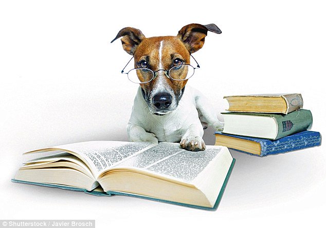 My #dogs understand multiple English phrases. However, I don’t really understand them any time they bark. They may be smarter than me.  🙄 #WednesdayWisdom