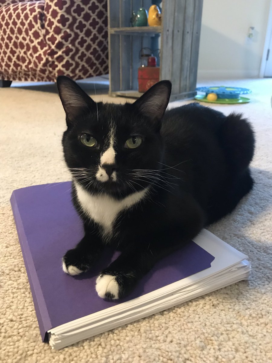terrye_thorp's tweet image. Guess what time it is?? It is time to study and tonight Princeton is supervising the learning.  I love that they want to be right up in my business however, sometimes I actually need the folder, notes and/or computer they decide to lay on. #learningLatin #felinehelp #alwayslearn