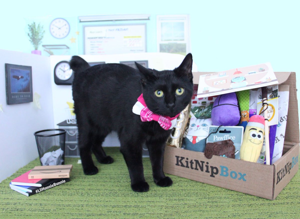 LilMissBabycat's tweet photo. At the #Pawffice today &amp; #LilHunnieBunnie ( #mailroom #kitten) said I got delivery!? A #KitNipBox filled with fun toys &amp; nom treats! It turned my day at the Pawffice into a #pawty !Get your kitten with their very own @KitNipBox &amp; use my code BABYCAT15 to save 15%
#LilMissBabyCat https://t.co/C4wfwwdMTd