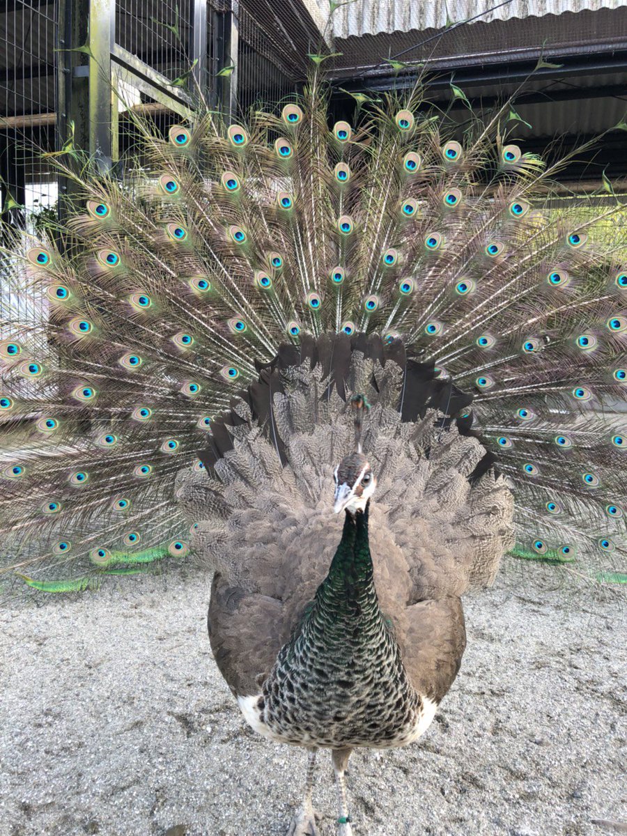 트위터의 鹿児島市平川動物公園 님 インドクジャクのオスが求愛のディスプレイを始めました バレンタインだからか メスに猛烈アピール メスは気が無い様子でしたが 飼育員に向かって羽を広げ何かのアピールしてきました 求愛なのかはわかりませんが モテていると