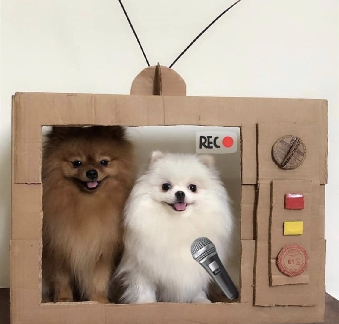 tony as poms (@tonyaspoms) on Twitter photo 