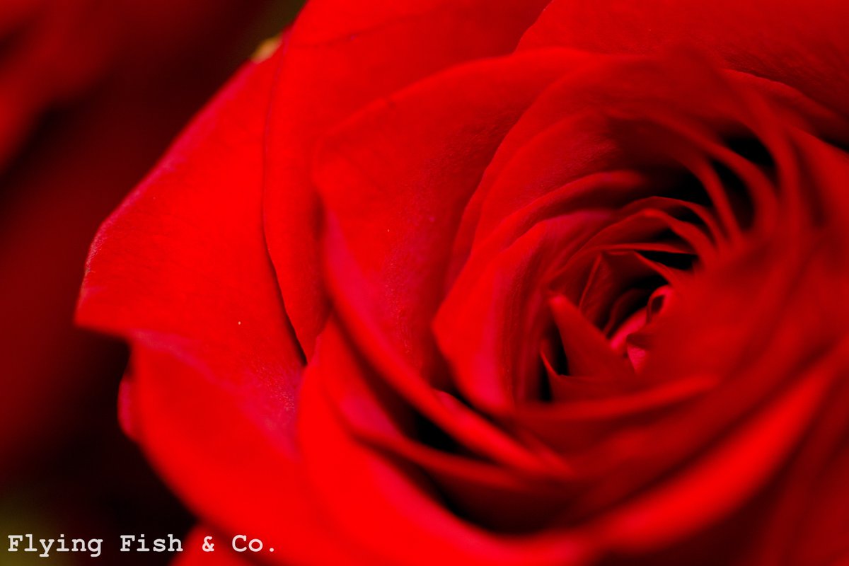 WVFlyingFish's tweet image. Don’t forget--we’ll be featuring a very tasty, very special surprise Valentine’s day dinner feature again this year. ❤️ Stay tuned, because it’s gonna be a good one!