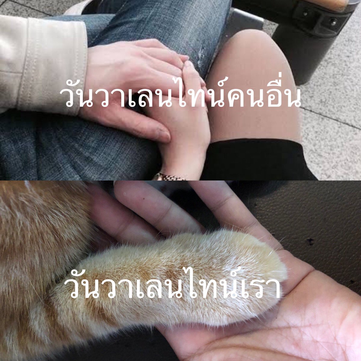 ครอบครัวไข่ tweet media