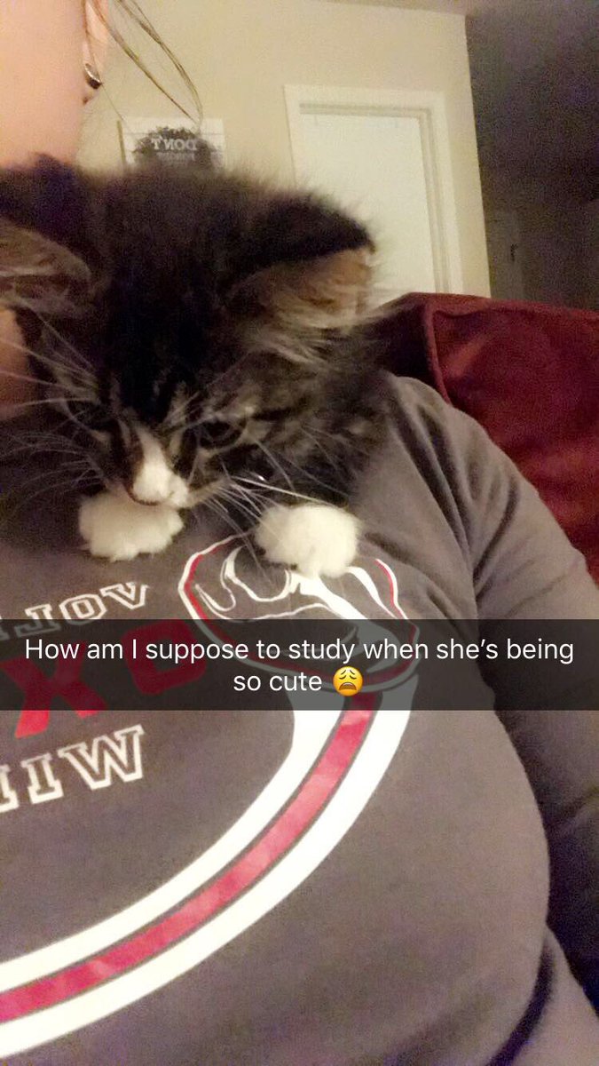 zim_rach's tweet photo. I miss my kitten😞💔 #RIPLili https://t.co/4nuyUmLAGY