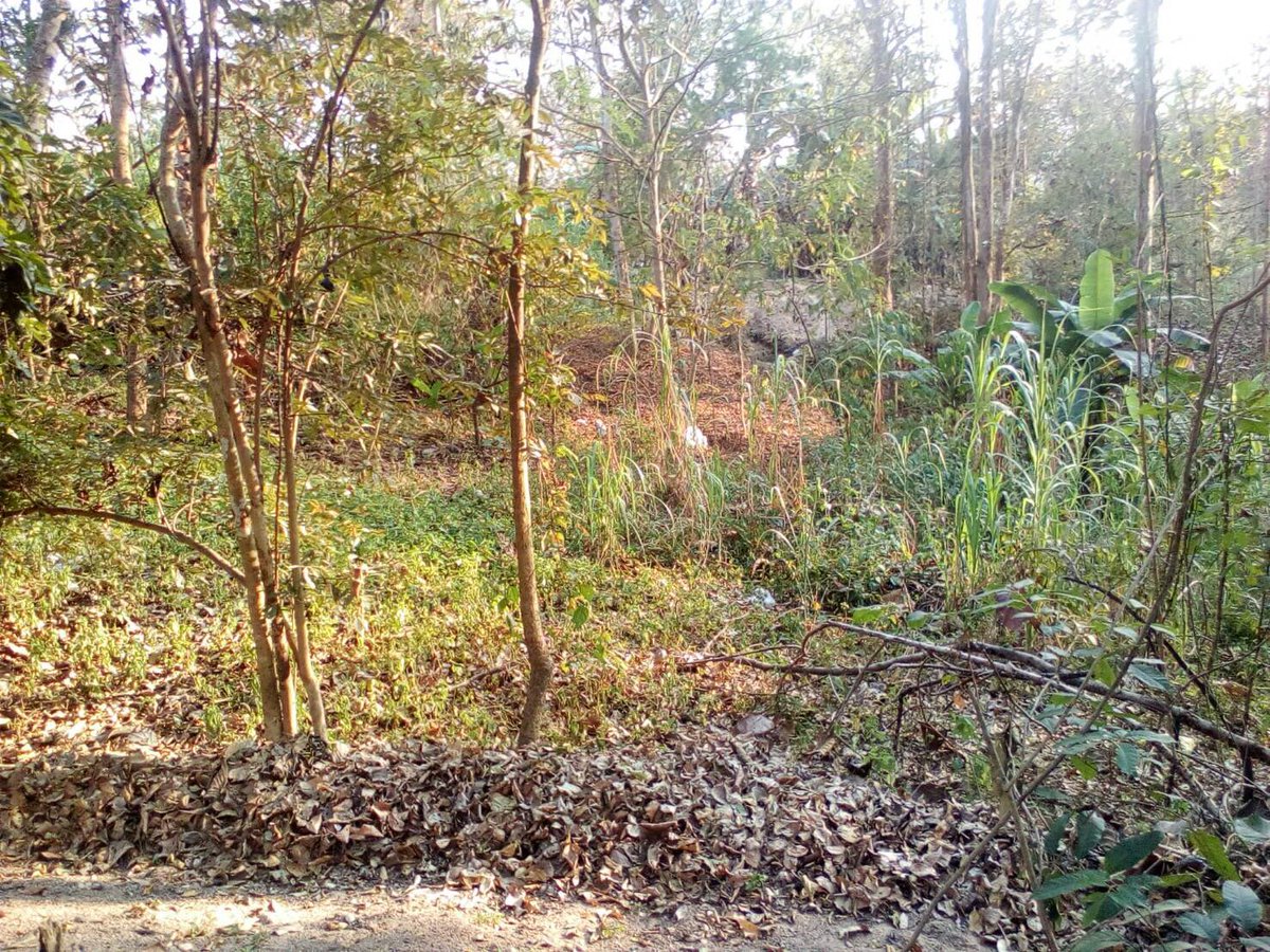 SoraidaSalwala's tweet image. แนวกันไฟอีกจุดประมาณ 50 ม.หลังบ้านพักพี่เลี้ยงโม่ตาลาและโม่ชะไปหาหลักมัดช้าง และจะจัดการหญ้า เศษใบไม้หลังห้องแลปเดิม หลุมฝังช้างและข้างทางจะดำเนินการแล้วเสร็จในวันนี้แน่นอนค่ะ #FireBreaks @FAEeleHosp