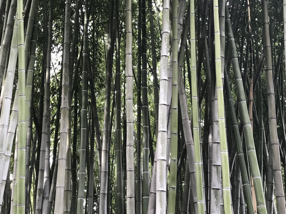 touchthetrail's tweet photo. Going within: tool for bettering yourself b/c it allows you to peel back the layers obscuring who you truly are, through such techniques as meditation, getting out of your comfort zone, &amp; broadening your mind. Ep. 163 https://t.co/C57nrYhqhi #gofargofurther #buddha #meditate https://t.co/ArJPVjwDrb