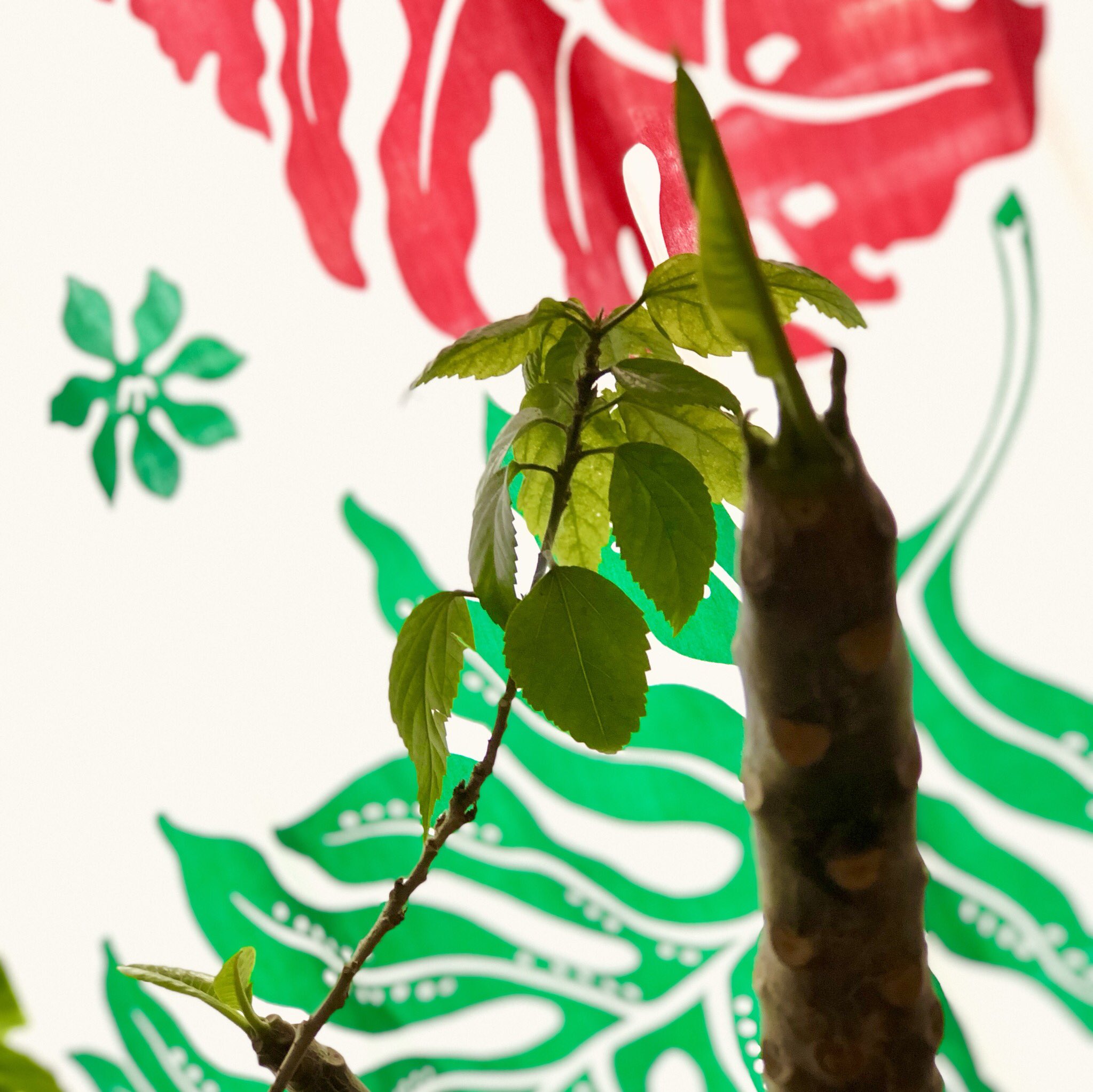 ʻoliʻoli Hula ᕼᗩᑭᑭy Valentine 今日も寒い1日になりそぅですが 我が家のプルchanはどぅやら冬眠からお目覚めのよぅです バレンタインデー プルメリア ハワイ フラダンス T Co 5tknyriyga Twitter