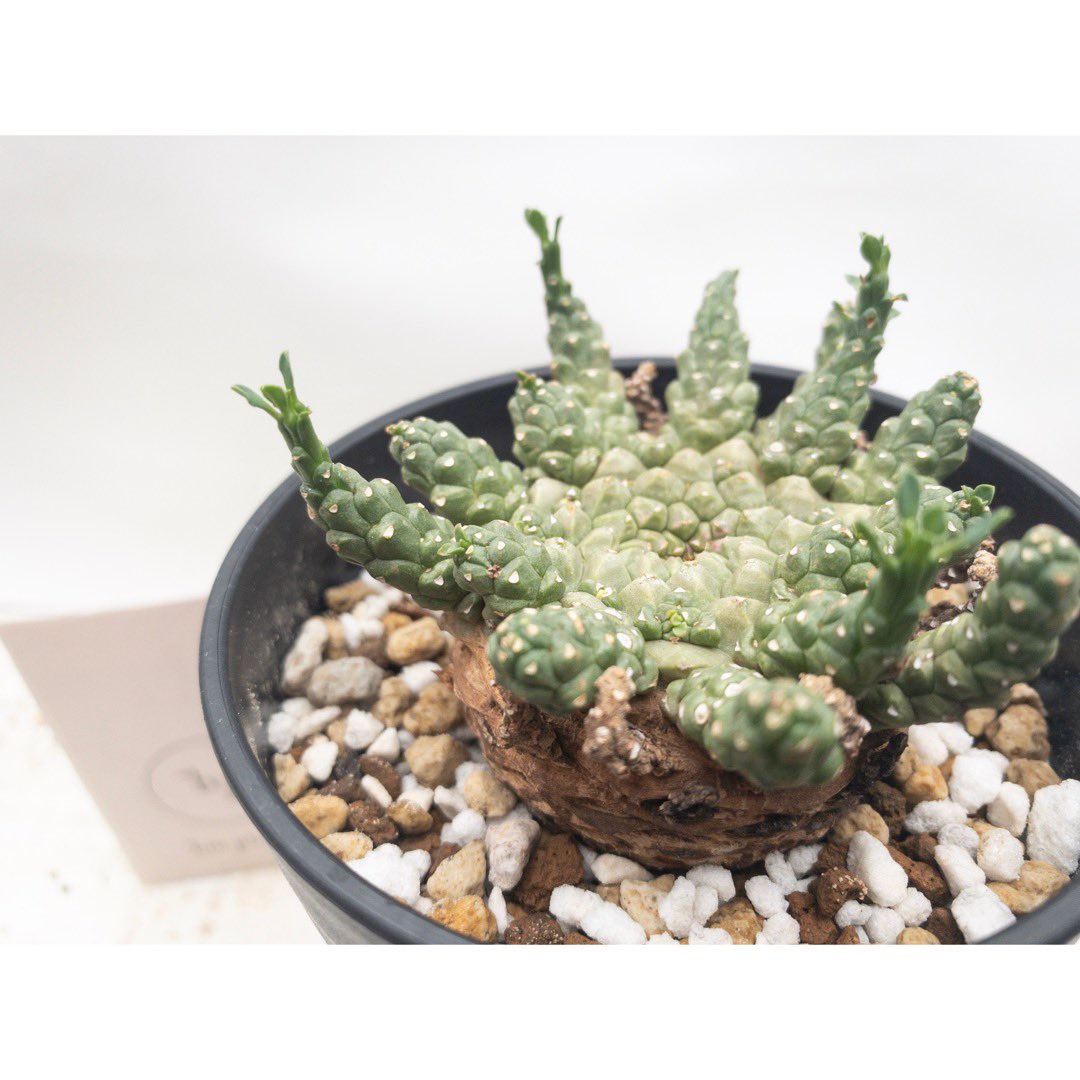 PlantsBio's tweet photo. ■𝑬𝒖𝒑𝒉𝒐𝒓𝒃𝒊𝒂 𝒈𝒐𝒓𝒈𝒐𝒏𝒊𝒔／金輪際
本日は、#タコモノ の代表選手！
只今、絶賛発根管理中。
#euphorbia #ユーフォルビア #gorgonis
#ゴルゴニス #タコもの #金輪際
#コーデックス #塊根植物 
#caudex https://t.co/ekwwbFFynp