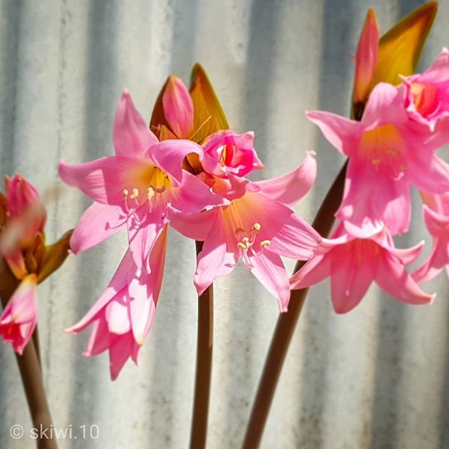 mike_n_sarah's tweet photo. Lovely display of colour from these lilies. I didn't even know they were there till they flowered!
.
.
#lilly #flower #pink #garden #balladonna #jerseylilly #summer #summertime #australia #farmher #womenwhofarm #farmerswife #oilylife #farmerswifeoilylife… https://t.co/iuWb7XTt0y https://t.co/LUL0HR7ehC