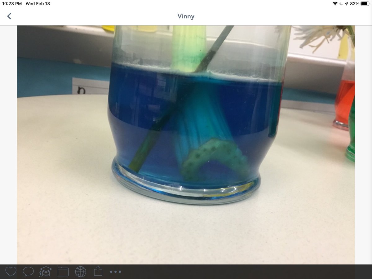 fknutson12's tweet image. Sooo much learning today! #vcsscience How does water move through the stem to the leaves? Follow the colored water. #vcsmath I can find equivalent fractions on a number line. @OrmondBeachElem