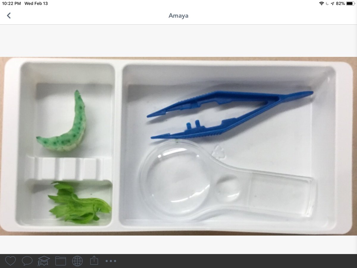 fknutson12's tweet image. Sooo much learning today! #vcsscience How does water move through the stem to the leaves? Follow the colored water. #vcsmath I can find equivalent fractions on a number line. @OrmondBeachElem