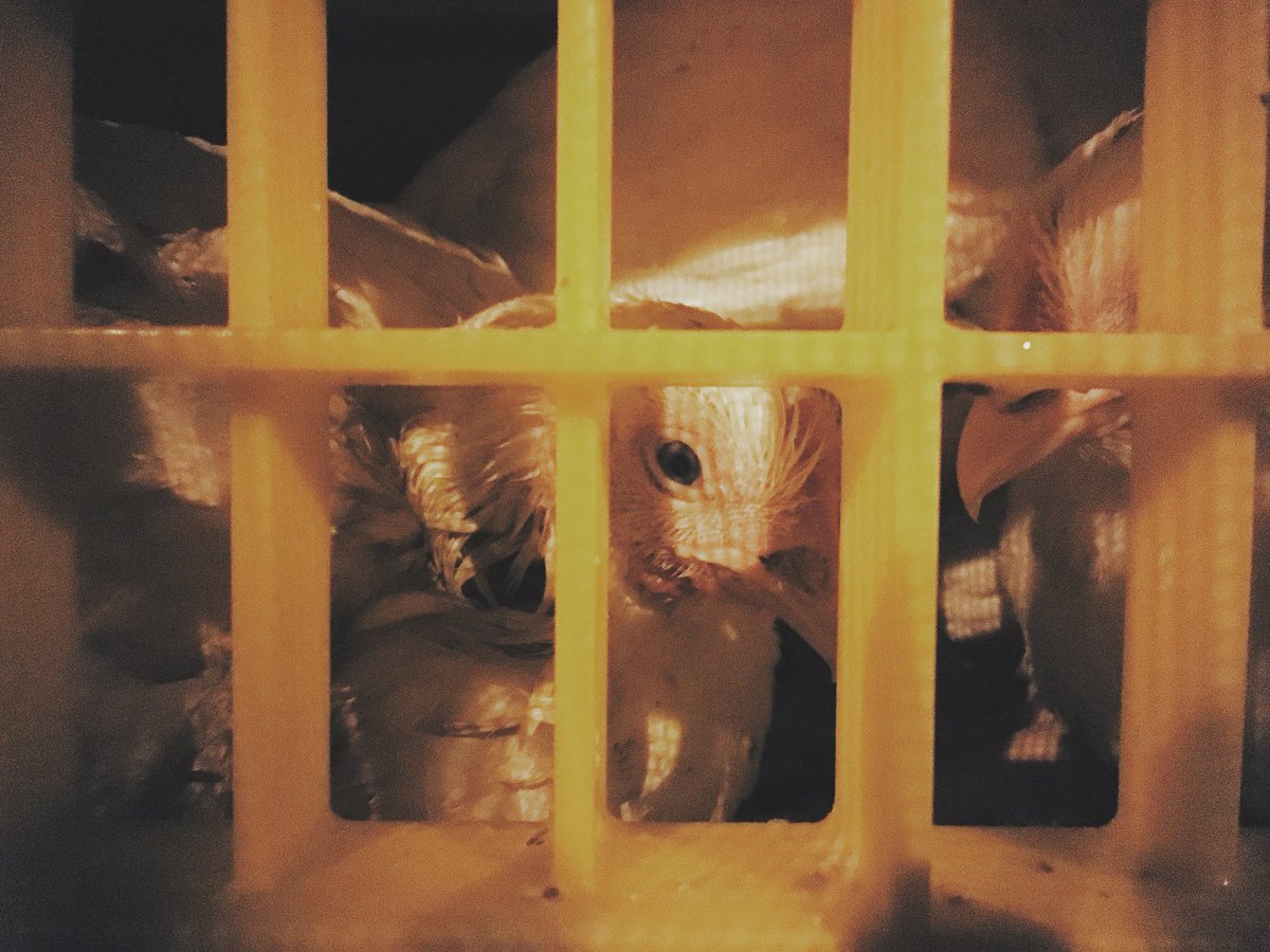 DevonAnimalSave's tweet image. Some more photos from last nights vigil in Cullompton, we won’t stop speaking out against the injustices we see around us, these animals deserve to be free, just like us