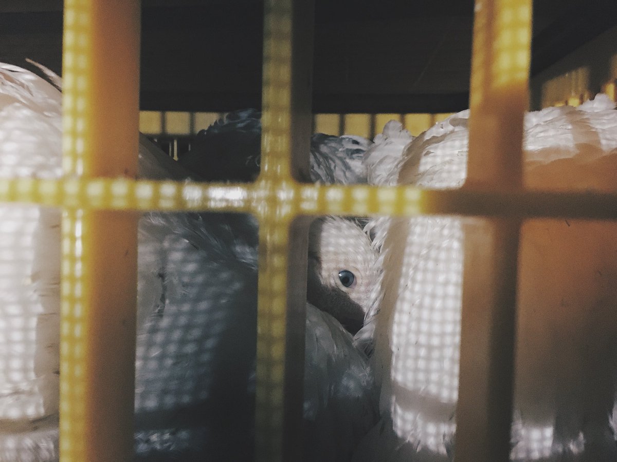 DevonAnimalSave's tweet image. Some more photos from last nights vigil in Cullompton, we won’t stop speaking out against the injustices we see around us, these animals deserve to be free, just like us