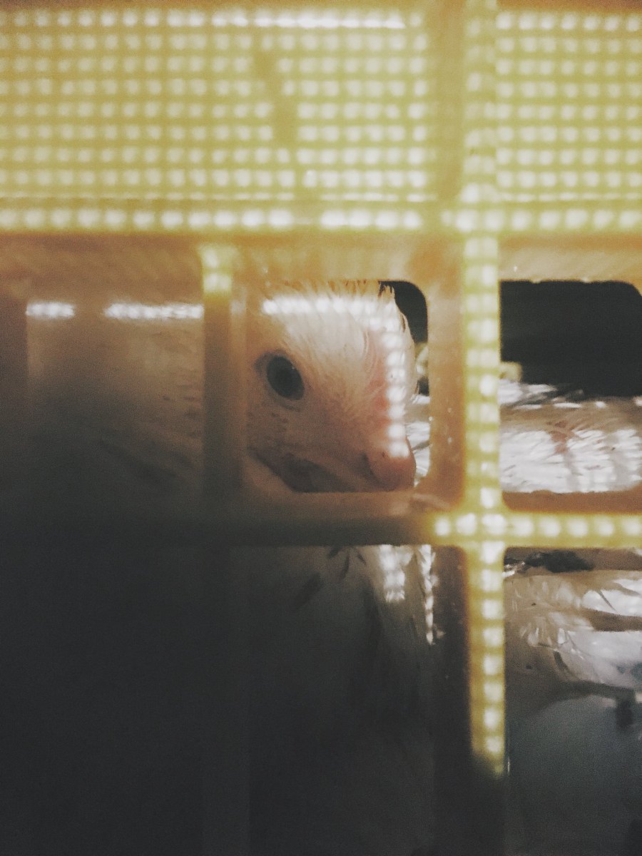 DevonAnimalSave's tweet image. Some more photos from last nights vigil in Cullompton, we won’t stop speaking out against the injustices we see around us, these animals deserve to be free, just like us