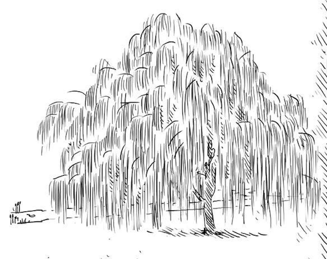 Drawing of a Willow Tree by Roman Dekan  Mostphotos